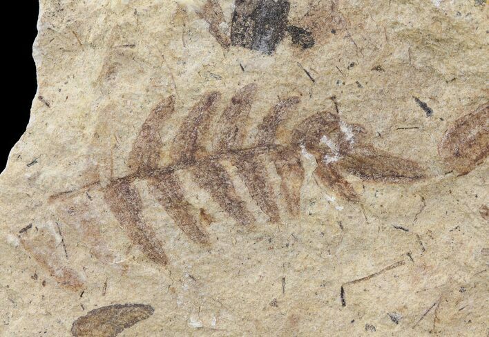 Pennsylvanian Fossil Fern (Alethopteris) - Kansas #65372